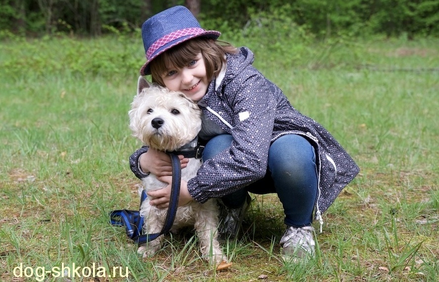 Дрессировка терьера